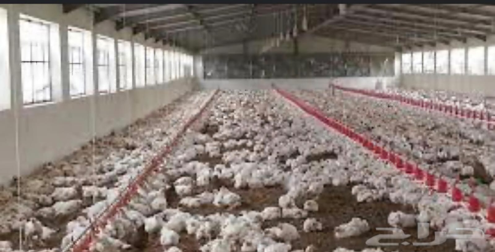 حظائر دواجن