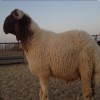 قصاب ماهر بالرياض 0534375367