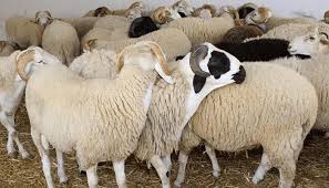 قصاب ذبائح ماهر بالرياض 0534375367