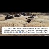 قصاب ماهر بالرياض ذباح 0503559450
